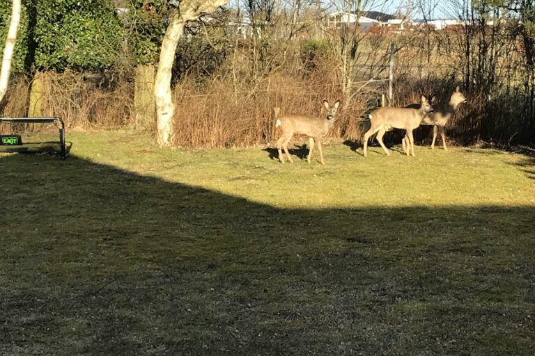 Rådyrene besøger os ofte i baghaven